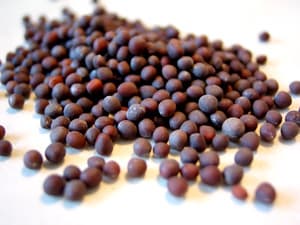 Black Mustard Seeds from Ukraine